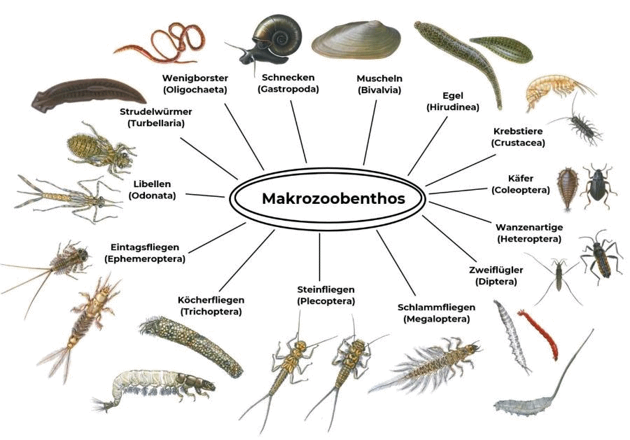 Makrozoobenthos